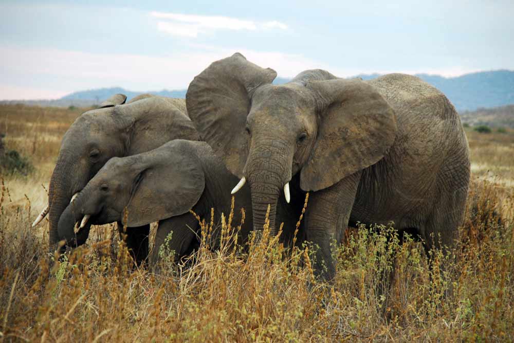 ruaha-safari