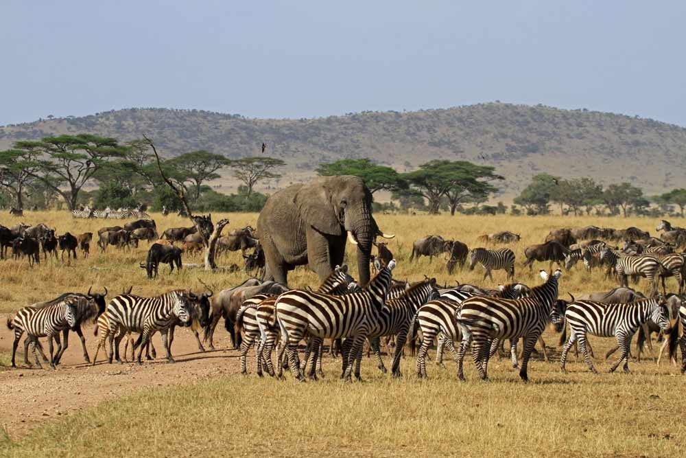 serengeti-safari