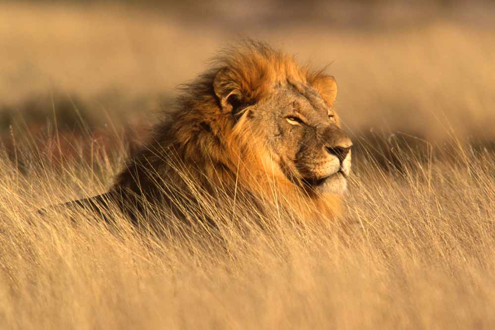 wildlife-tanzanzia-mvuvi