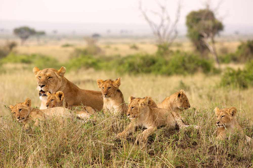 wildlife-tanzanzia-mvuvi